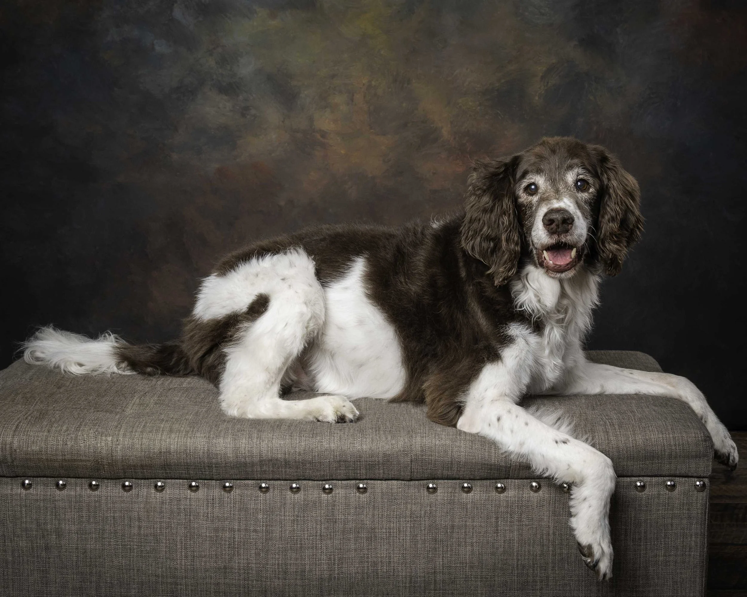 Whiskey, an English Springer Spaniel mix, looking straight at the camera and smiling while laying on a gray day bed.