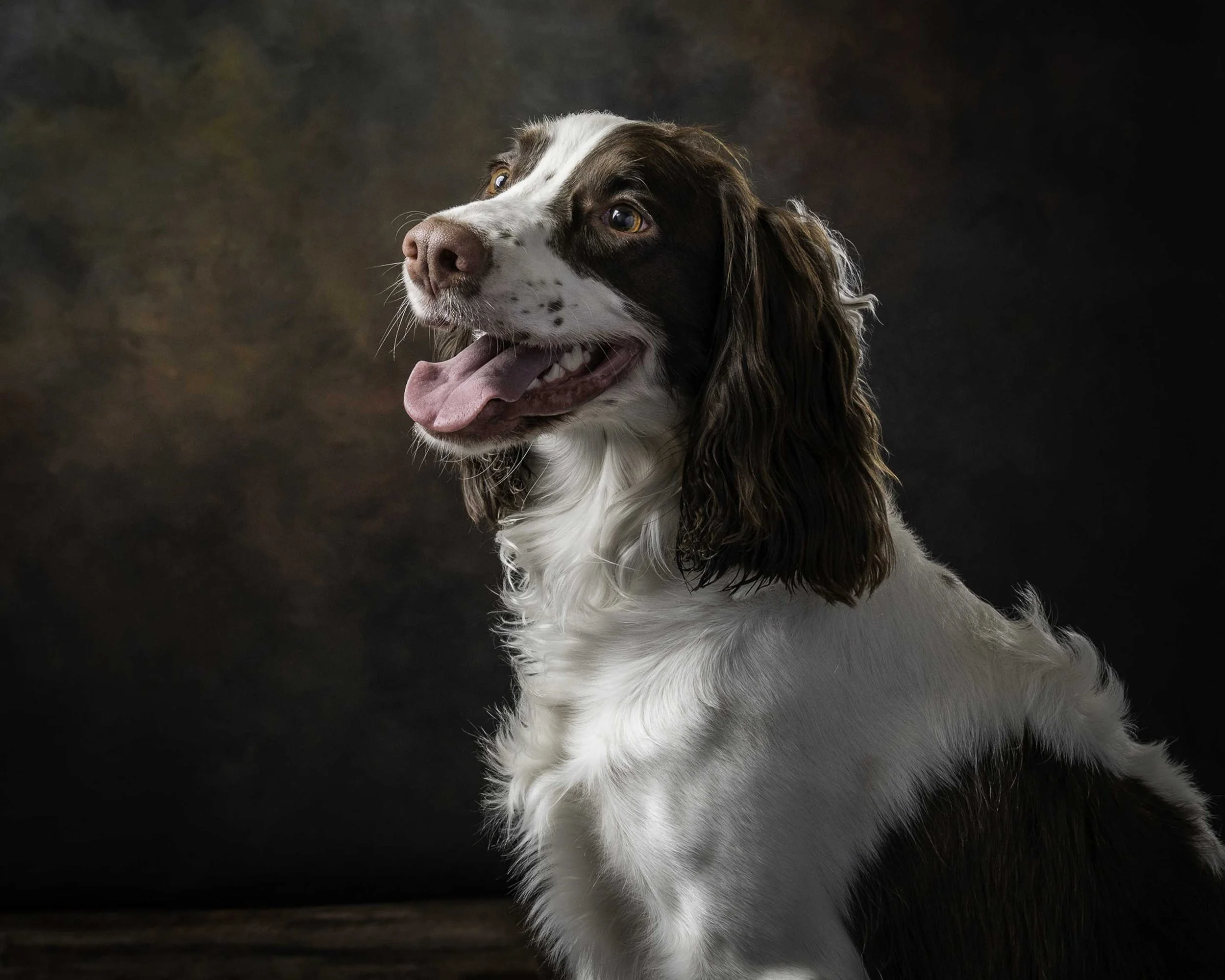 Wesley, an English Springer Spaniel with brown and white feathered fur, smiling with his tongue out.