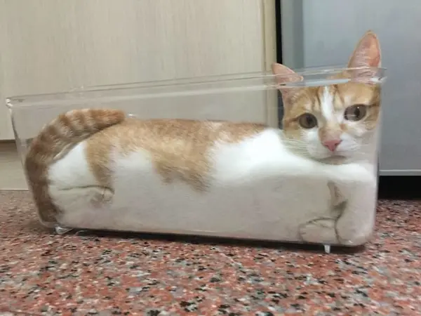 A cat filling up a clear plastic tub like a liquid.